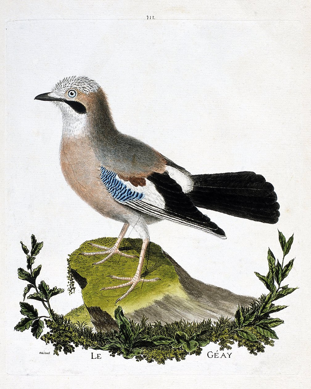動物図鑑（鳥類学）：ギアイ（チャネル・カケス、garrulus glandarius）。フランソワ・ニコラ・マルティネ（1731-1800）の『外観と感覚で描かれた鳥類の歴史』の挿絵。個人蔵。 作： フランソワ・ニコラ・マルティネ