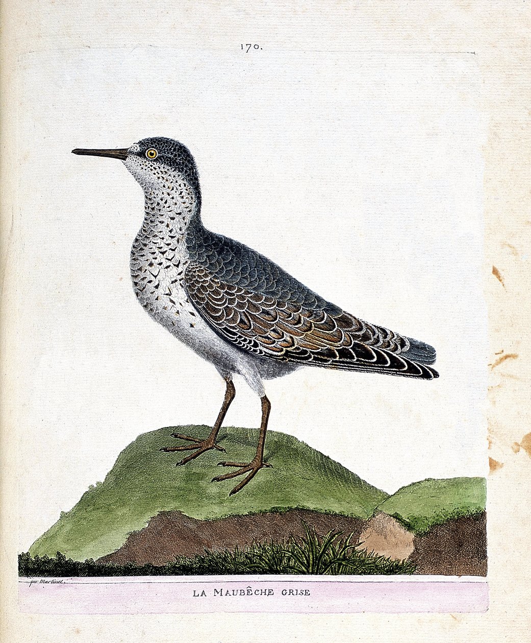 動物図鑑（鳥類学）：灰色のマウベシ（紫色のくちばしまたはcalidris maritima）。フランソワ・ニコラ・マルティネ（1731-1800）による「外観と感覚で描かれた鳥類の歴史」の挿絵。個人蔵。 作： フランソワ・ニコラ・マルティネ