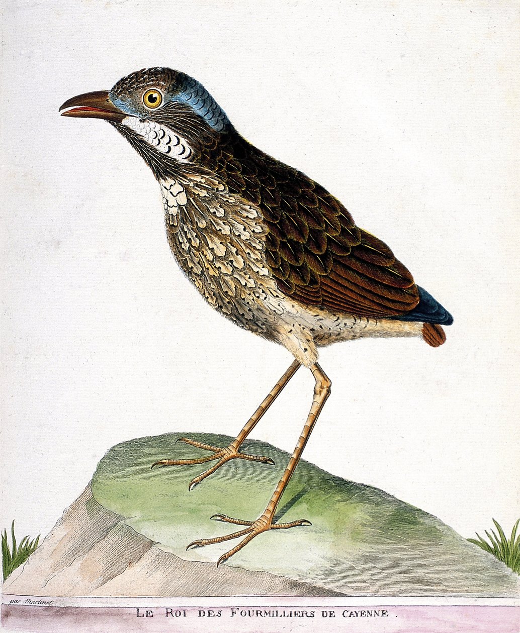 動物図鑑（鳥類学）：カイエンの四天王（grallaire king or grallaria varia）。フランソワ・ニコラ・マルティネ（1731-1800）の『外観と感覚で描かれた鳥類の歴史』の挿絵。個人蔵 作： フランソワ・ニコラ・マルティネ