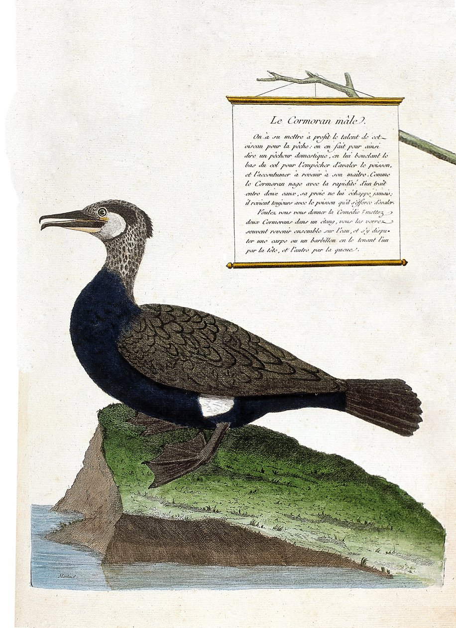 動物図鑑（鳥類学）：雄のカワウ（phalacrocorax carbo）。フランソワ・ニコラ・マルティネ（1731-1800）の「外観と感覚で描かれた鳥類の歴史」の図版。個人蔵。 作： フランソワ・ニコラ・マルティネ