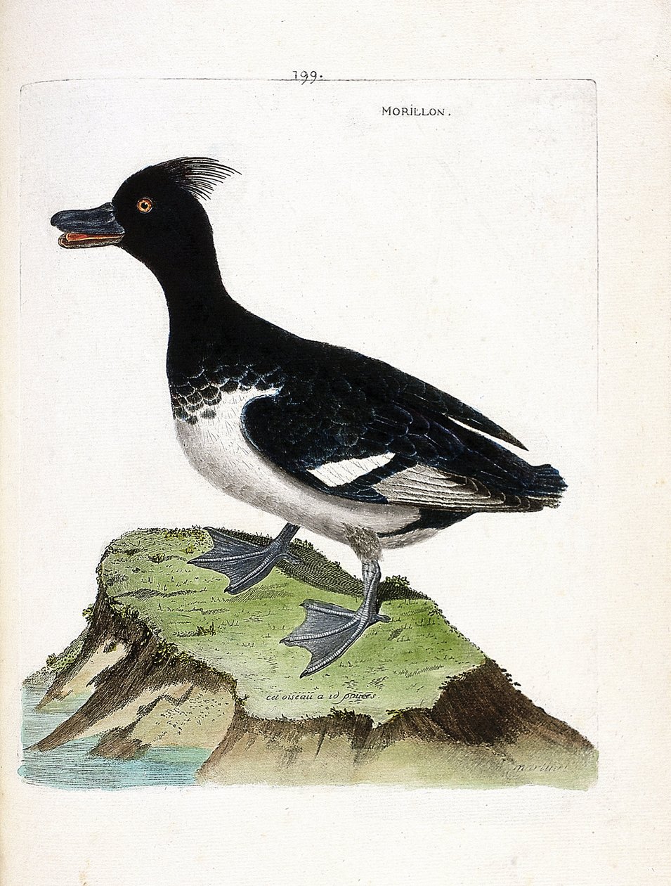 動物図鑑（鳥類学）：モリオン（Scamup morillon or Aythia fuligula）。フランソワ・ニコラ・マルティネ（1731-1800）の「外観と感覚的な面で描かれた鳥類の歴史」の図版。個人蔵。 作： フランソワ・ニコラ・マルティネ