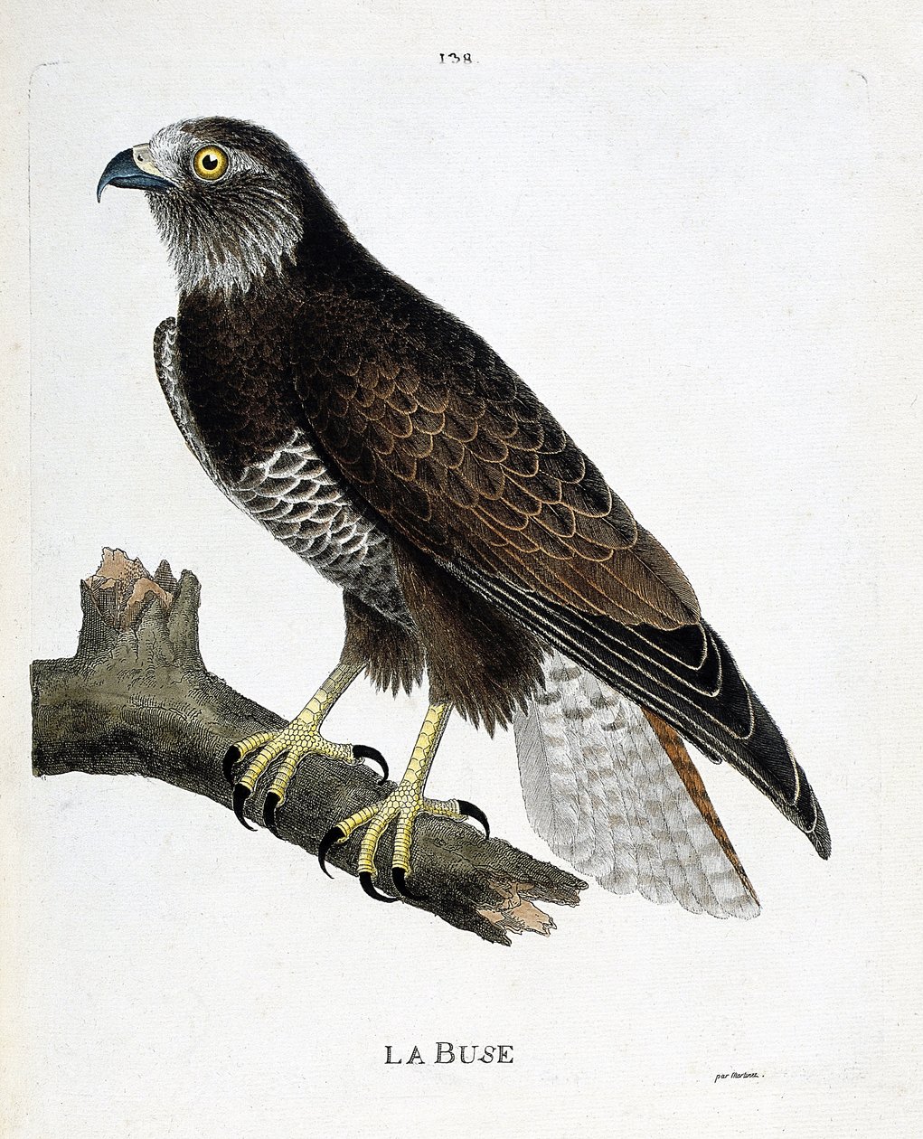 動物図鑑（鳥類学）：枝についたノズル（可変ノズルまたはブテオ・ブテオ）。フランソワ・ニコラ・マルティネ（1731-1800）の「外観と感覚的な面で描かれた鳥類の歴史」の挿絵。個人蔵。 作： フランソワ・ニコラ・マルティネ