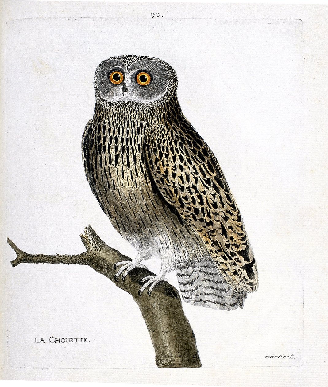 動物図鑑（鳥類学）：枝の上のフクロウ（hulotte owl or strix aluco）。フランソワ・ニコラ・マルティネ（1731-1800）の「外観と感覚的な面で描かれた鳥類の歴史」の挿絵。個人蔵。 作： フランソワ・ニコラ・マルティネ