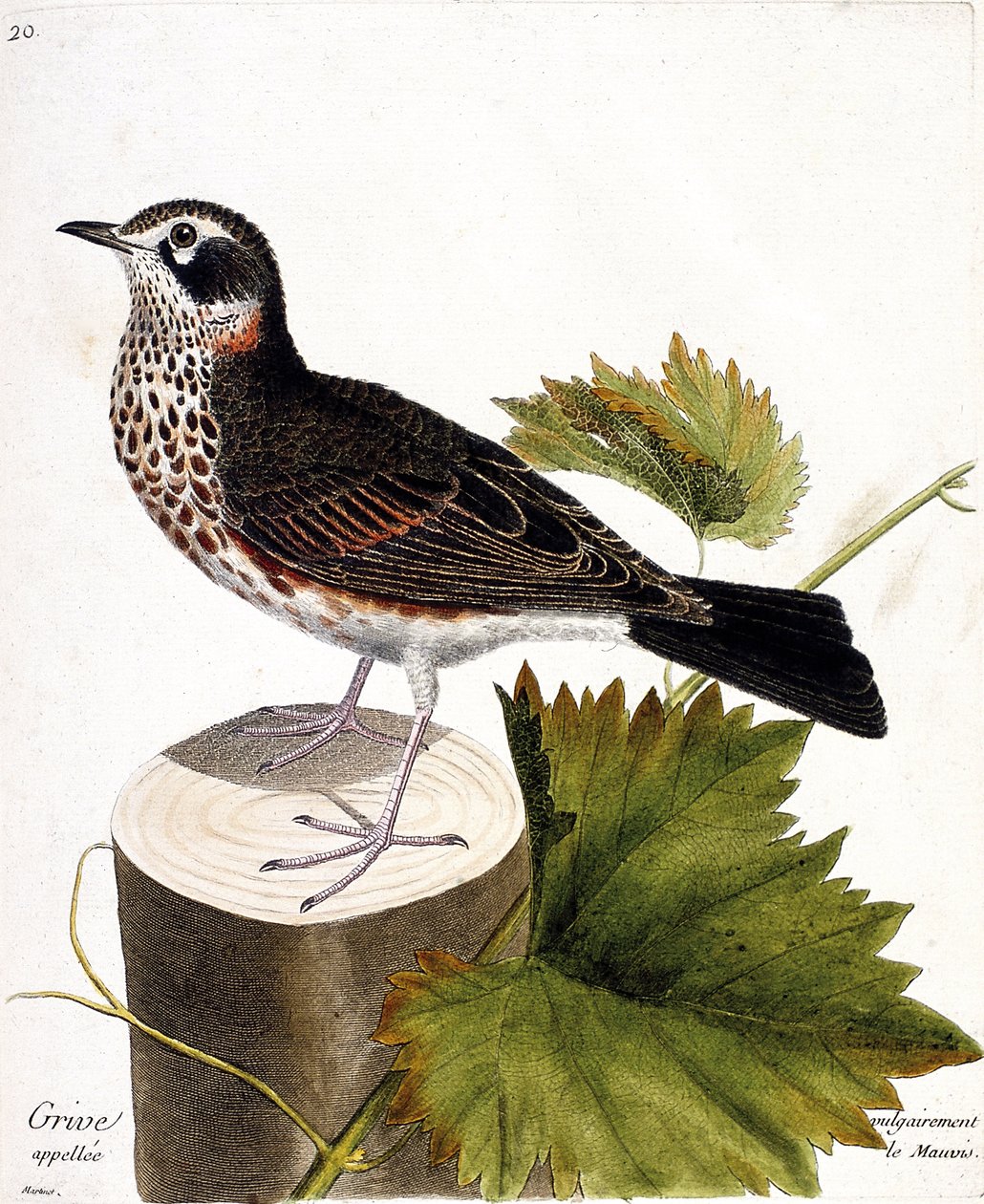 動物図鑑（鳥類学）：木の株の上にいる一般的にモウソウチクと呼ばれるツグミ（mauvis thrush or turdus iliacus）。フランソワ・ニコラ・マルティネ(1731-1800)の「外観と感覚的な面で描かれた鳥類の歴史」の挿絵。 作： フランソワ・ニコラ・マルティネ