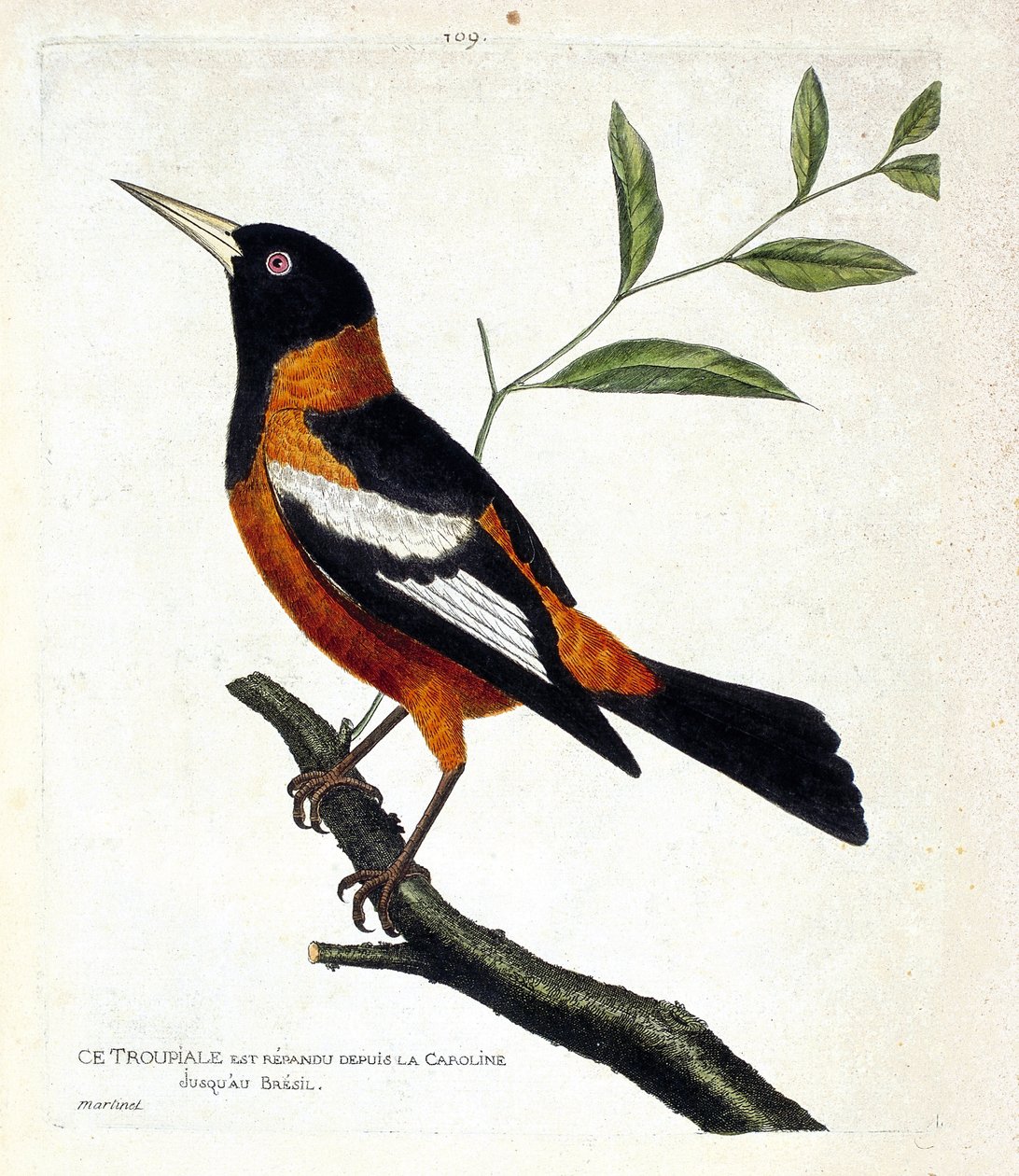 動物図鑑（鳥類学）：枝の上のトゥルピアーレ（troupiale oriole or icterus icterus）。フランソワ・ニコラ・マルティネ（1731-1800）の「外観と感覚的な面で描かれた鳥類の歴史」の挿絵。個人蔵。 作： フランソワ・ニコラ・マルティネ
