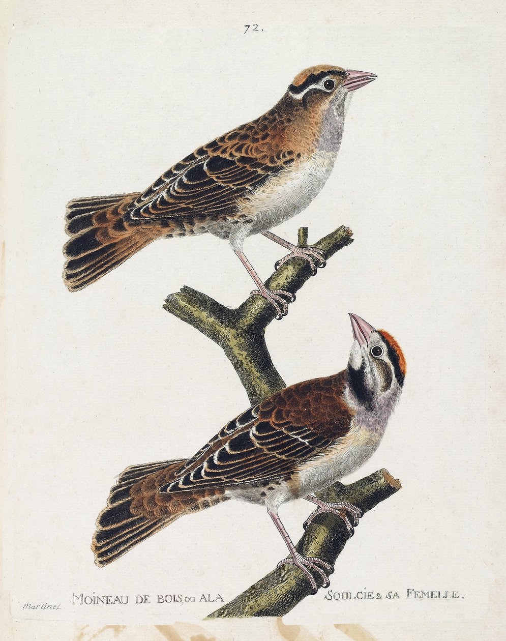 動物図鑑（鳥類学）：キジバトまたはレリーフ（Hudson sparrow or spizea arborea）とそのメス（Reliefed sparrow or petronia petronia）。フランコ作「登場と感性の面で描かれた鳥類の歴史」のイラスト 作： フランソワ・ニコラ・マルティネ