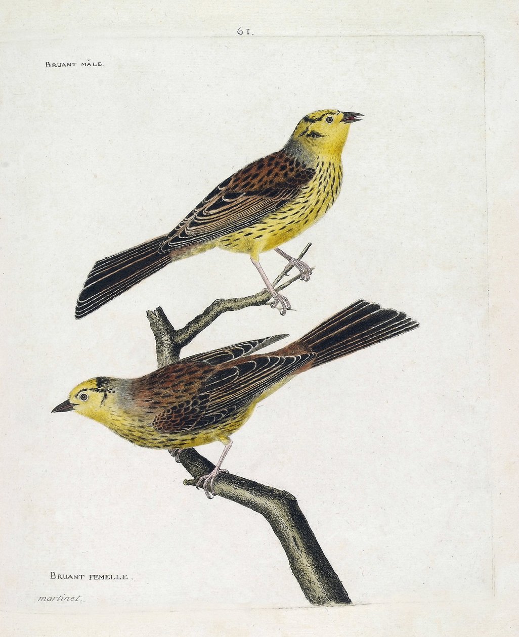 動物図鑑（鳥類学）：上から下へ。スズメのオスとメス（Yellow Sparrow or Emberiza citrinella）。フランソワ・ニコラ・マルティネ(1731-1800)による「外観と感性で描かれた鳥類の歴史」の挿絵。プライベート 作： フランソワ・ニコラ・マルティネ