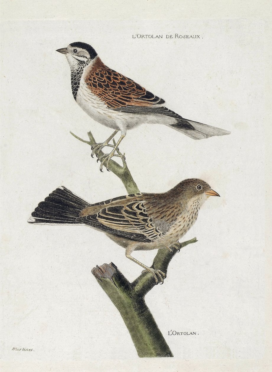 動物図鑑（鳥類学）：上から下へ。枝にいるヨシノボリ（Emberiza schoeniclus）とオオルリ（Ortolan Sparrow or Emberiza hortulana）。"外観と感性の面で描かれた鳥類の歴史 "のイラスト 作： フランソワ・ニコラ・マルティネ