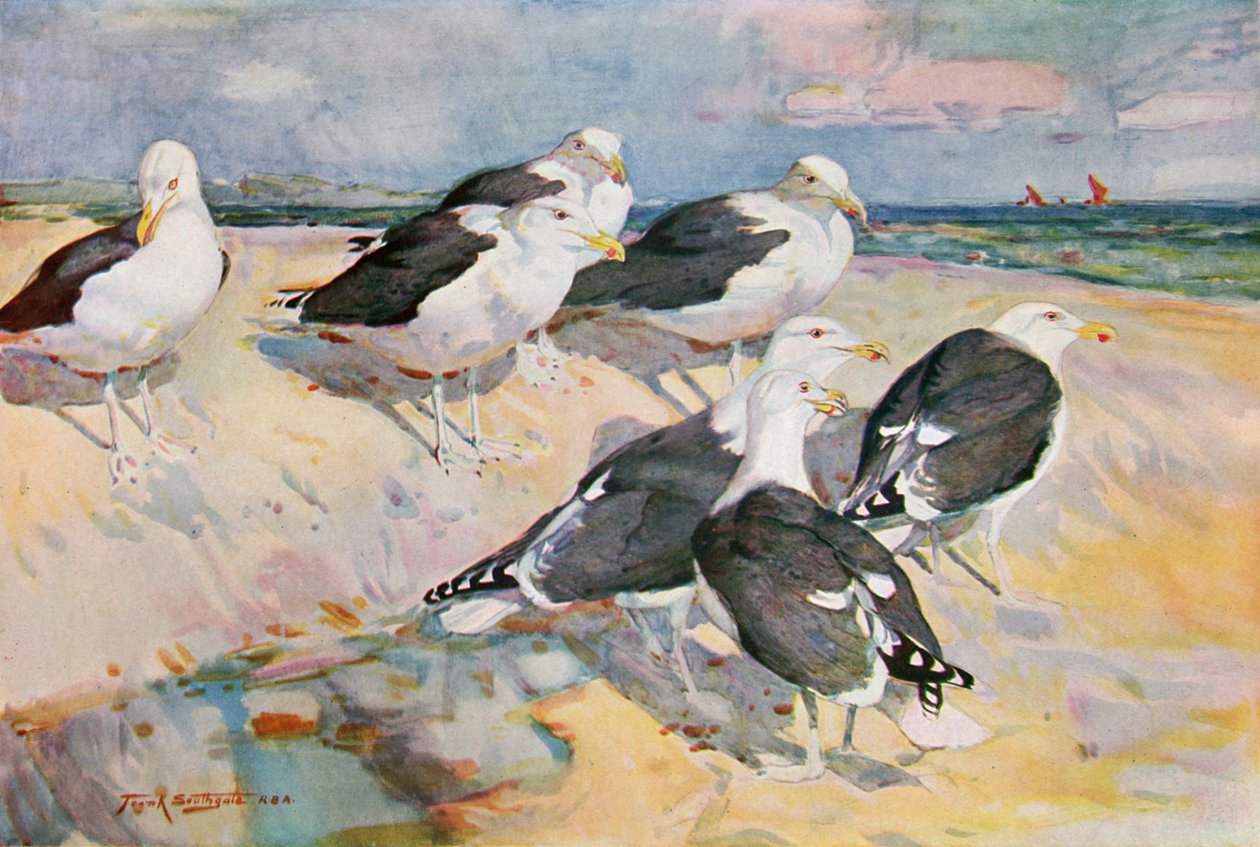 黒背景のカモメ、「野生の鳥とウェーダー」のイラスト 作： フランク・サウスゲイト