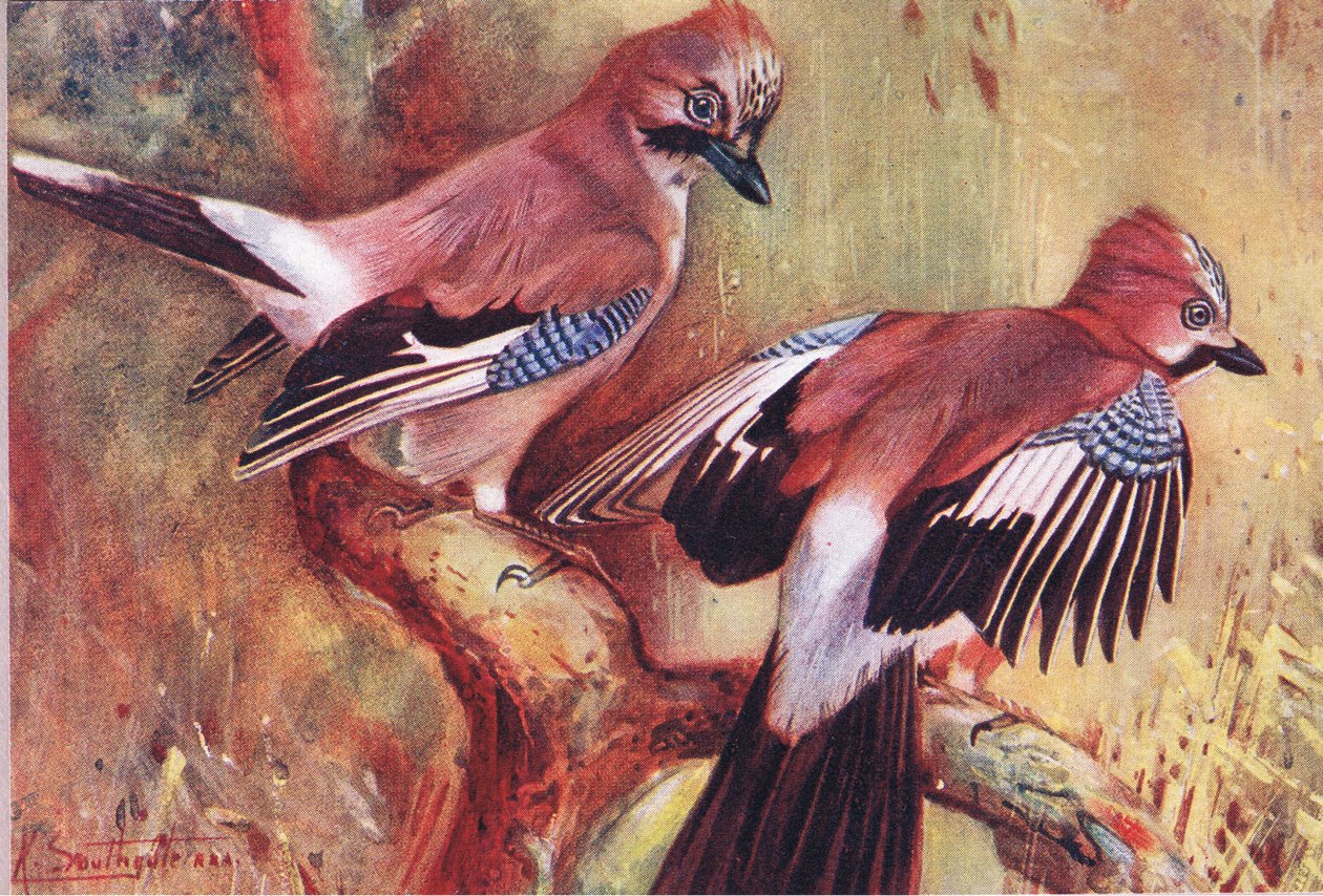 ジェイズ、Hodder＆Stoughtonが発行したWild Nature＆Country Lifeのイラスト、1910年頃 作： フランク・サウスゲイト