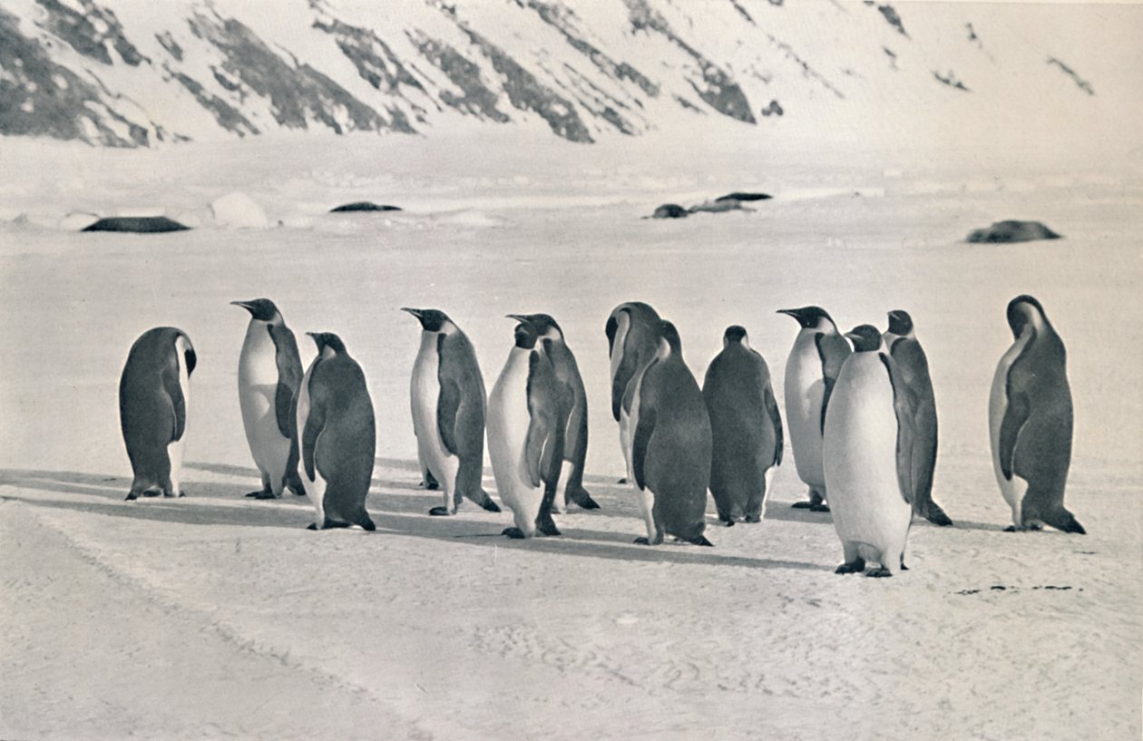 皇帝ペンギン、1911年、1913年 作： フランク・デベンハム