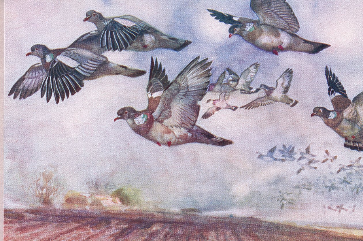 飛行中のハト、野生の自然とカントリーライフのイラスト、Hodder＆Stoughton発行、1910年 作： フランク・サウスゲイト