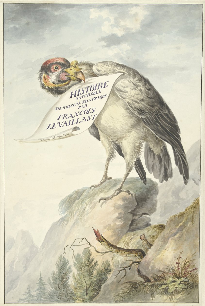 くちばしに一枚の紙を入れたカンムリハゲワシ HISTOIRE NATURELLE DES OISEAUX DAFRIQUE (オブジェクトのタイトル) 作： フランソワ・ルヴァイヨン（円）
