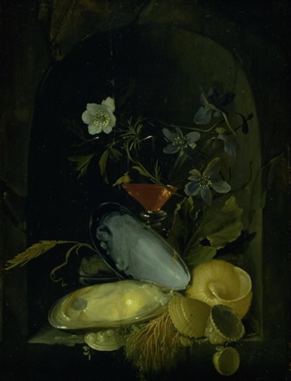 コックルシェルと青いアネモネのある静物 作： Frans van IMieris