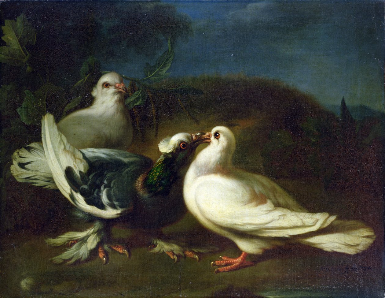 鳩、1724 作： フランツ・ヴェルナー・タム