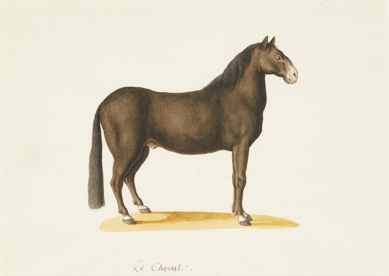 馬（水彩） 作： Franz Anton von（attr.to）Scheidel