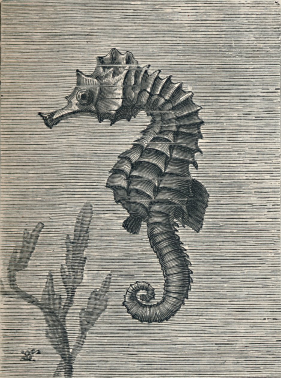 「タツノオトシゴ、偽装せず、静かに泳いでいる」、c1900、1910 作： フレッドエノック