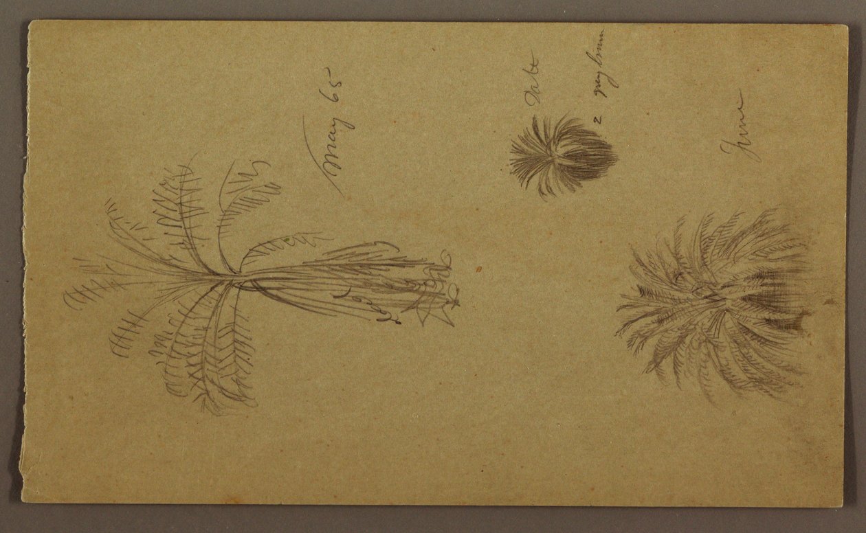 描画、植物スケッチ 作： フレデリックエドウィン教会