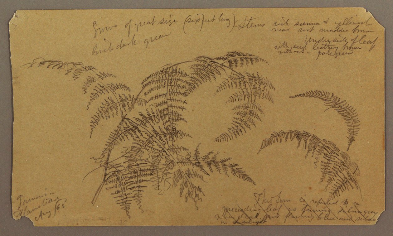 絵、植物のスケッチ、1865年8月 作： フレデリックエドウィン教会