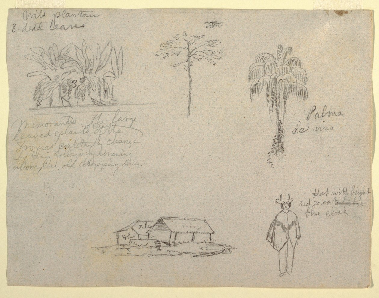 絵、植物のスケッチ、1853 作： フレデリックエドウィン教会