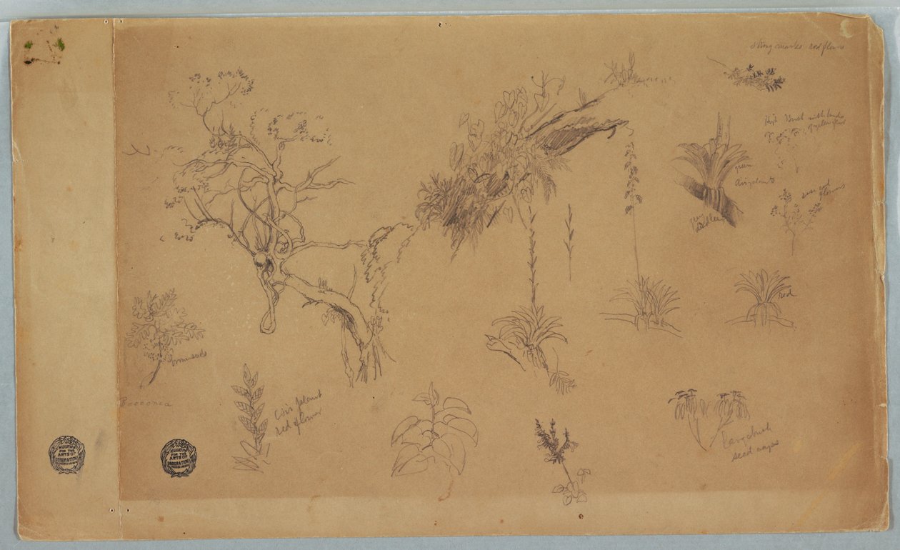 素描《コロンビアまたはエクアドルからの13の植物学的研究グループ》1853年 作： フレデリックエドウィン教会