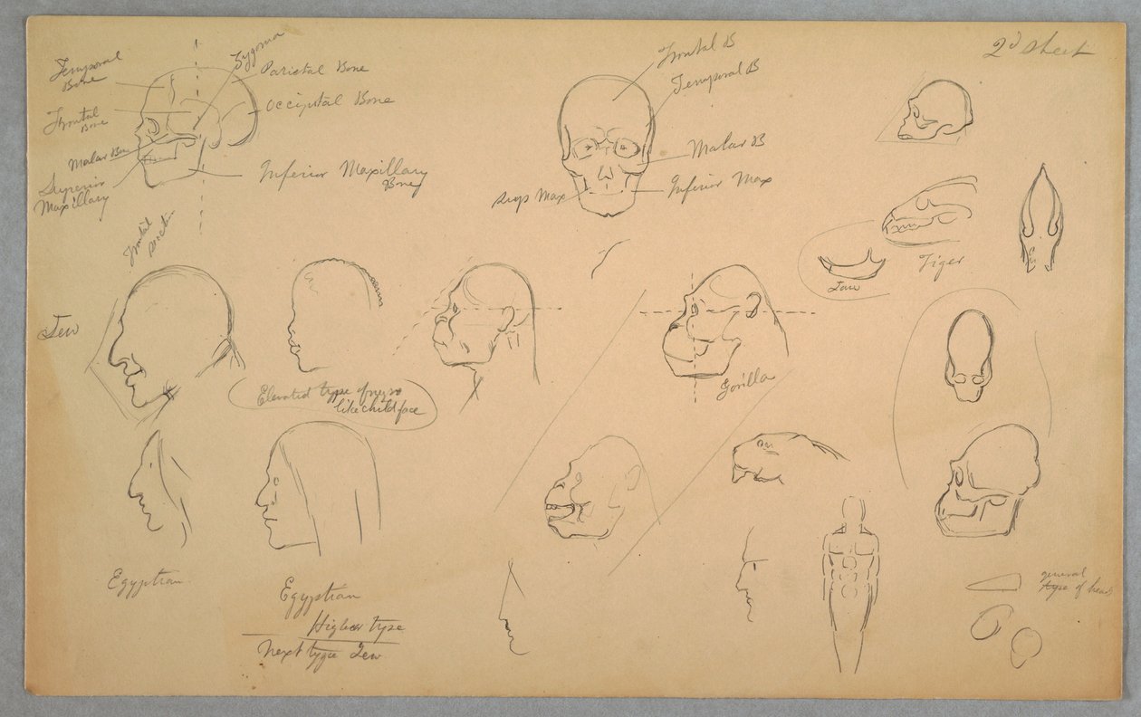 素描、解剖学的研究、1865-70年 作： フレデリックエドウィン教会