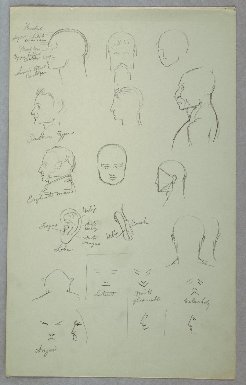 素描、解剖学的研究、1865-70年 作： フレデリックエドウィン教会