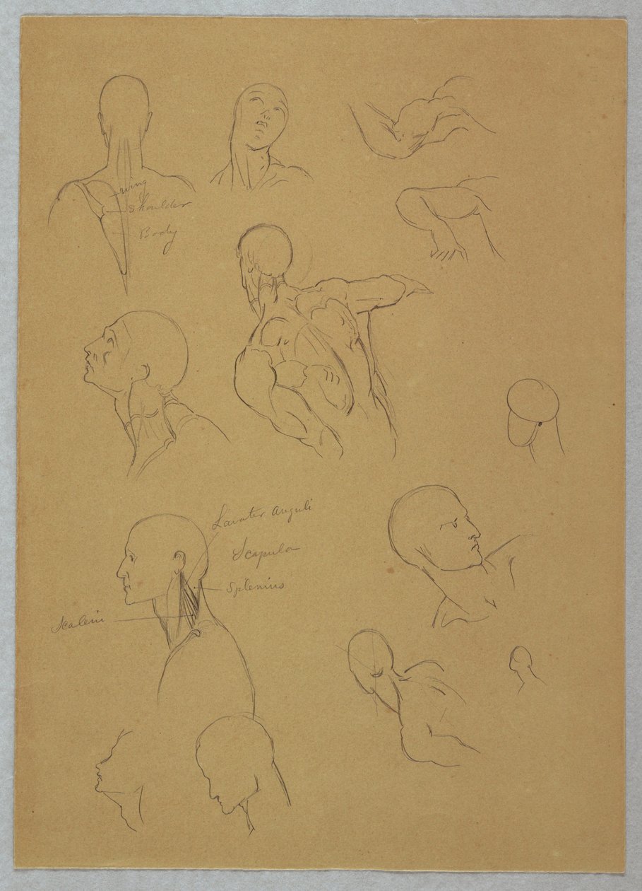 素描、解剖学的研究、1865-70年 作： フレデリックエドウィン教会