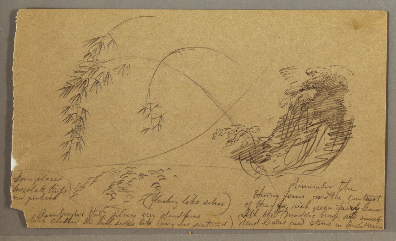 デッサン、竹のような小枝、おそらく1865-66年 作： フレデリックエドウィン教会