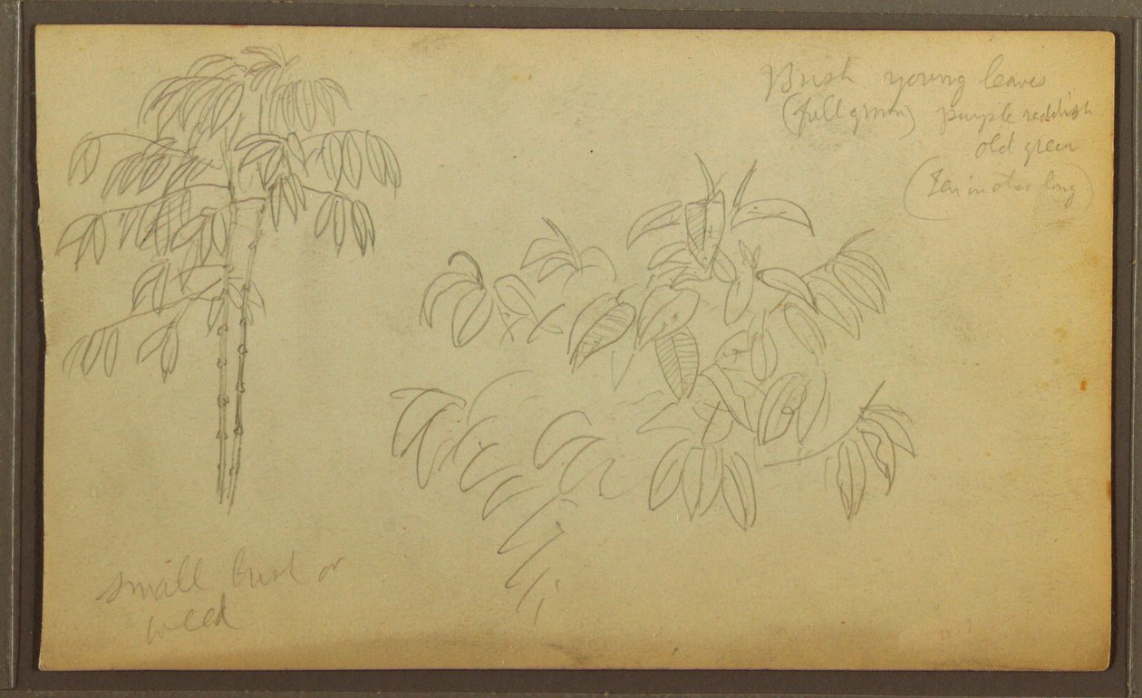 素描、植物スケッチ、1857年 作： フレデリックエドウィン教会