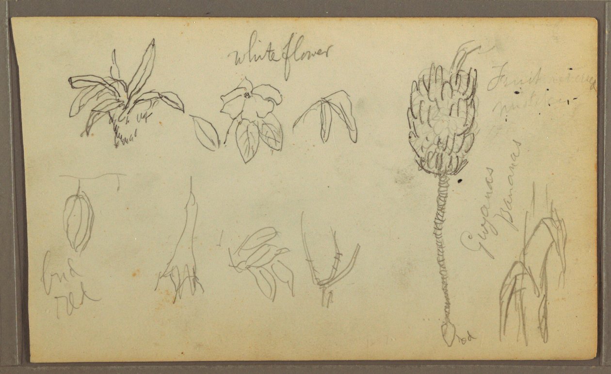 素描、植物スケッチ、1857年 作： フレデリックエドウィン教会