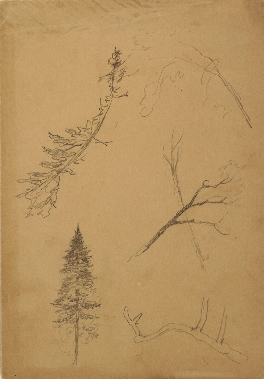 素描、植物スケッチ、1888年 作： フレデリックエドウィン教会