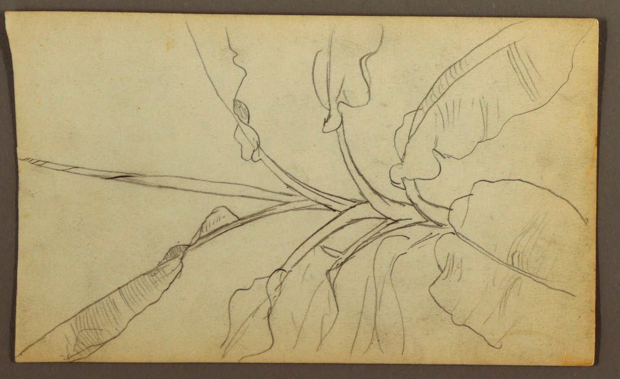 素描、植物スケッチ、エクアドル、またはコロンビア；裏面：植物スケッチ、1857年 作： フレデリックエドウィン教会