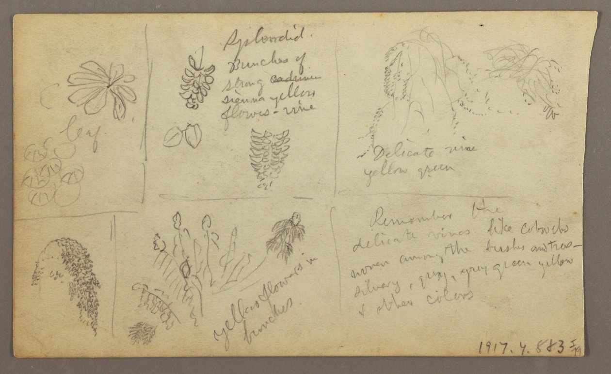 素描、植物スケッチ、エクアドル、またはコロンビア；裏面：植物スケッチ、1857年 作： フレデリックエドウィン教会