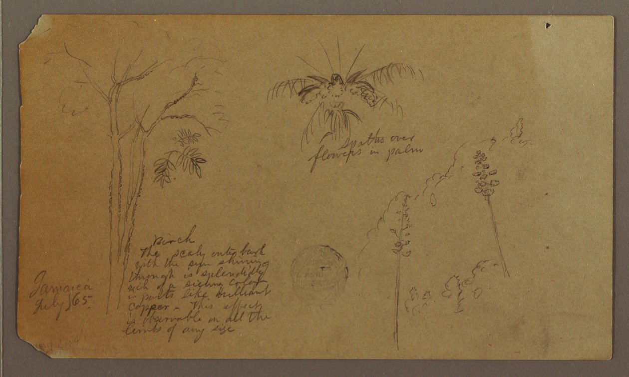 素描、植物スケッチ、1865年7月 作： フレデリックエドウィン教会