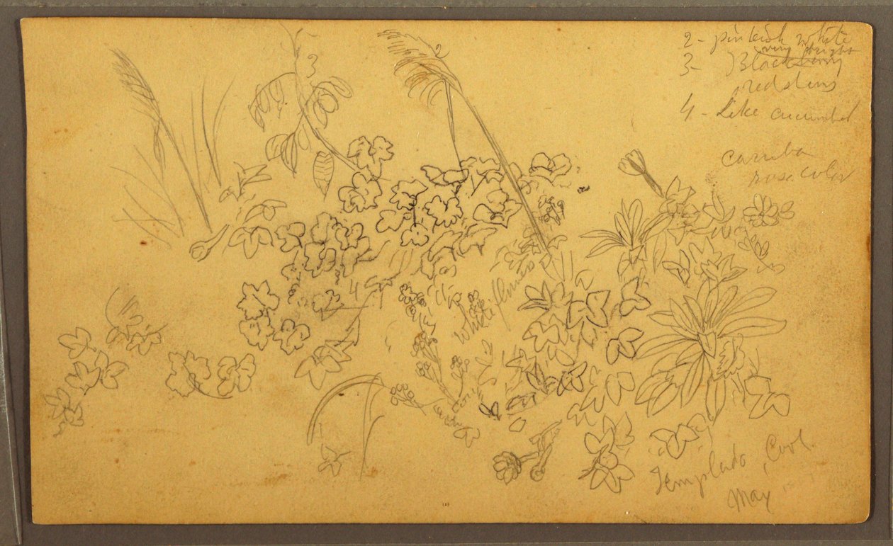 素描、植物スケッチ、1857年5月 作： フレデリックエドウィン教会