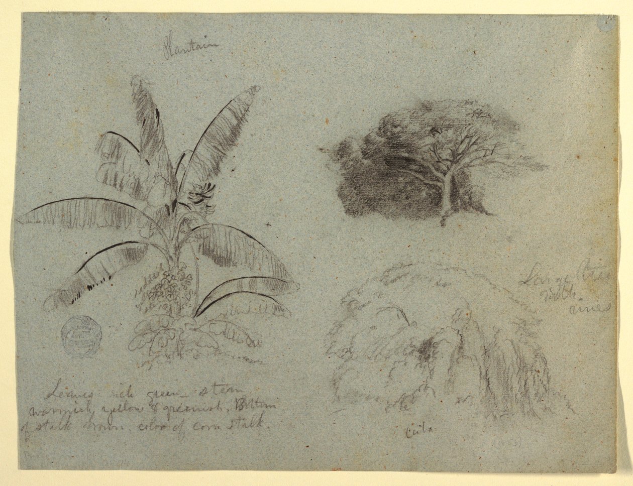 デッサン、植物スケッチ、南アメリカ、1853年5月？ 作： フレデリックエドウィン教会