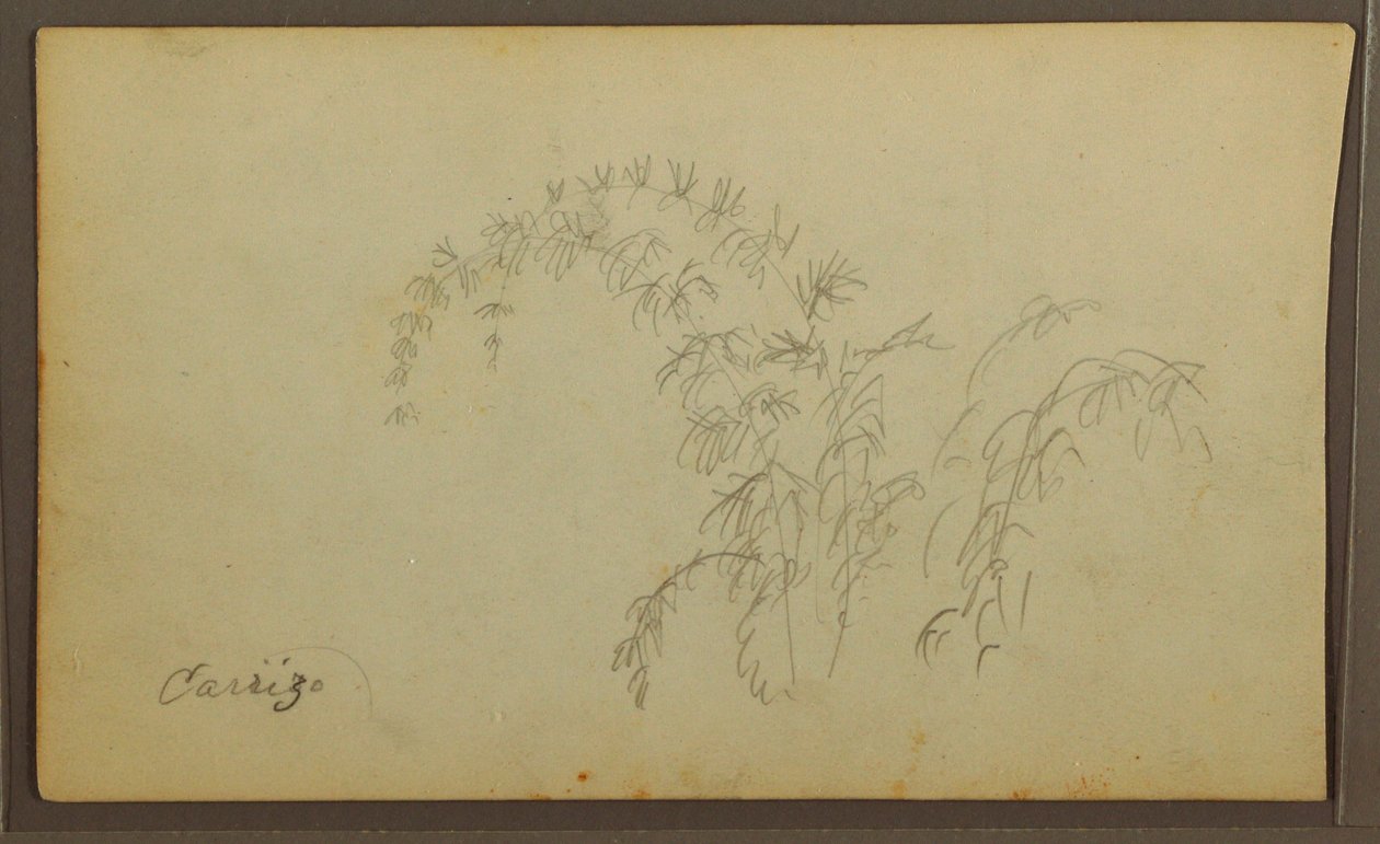 素描、植物スケッチ；裏面：植物スケッチ、1857年 作： フレデリックエドウィン教会