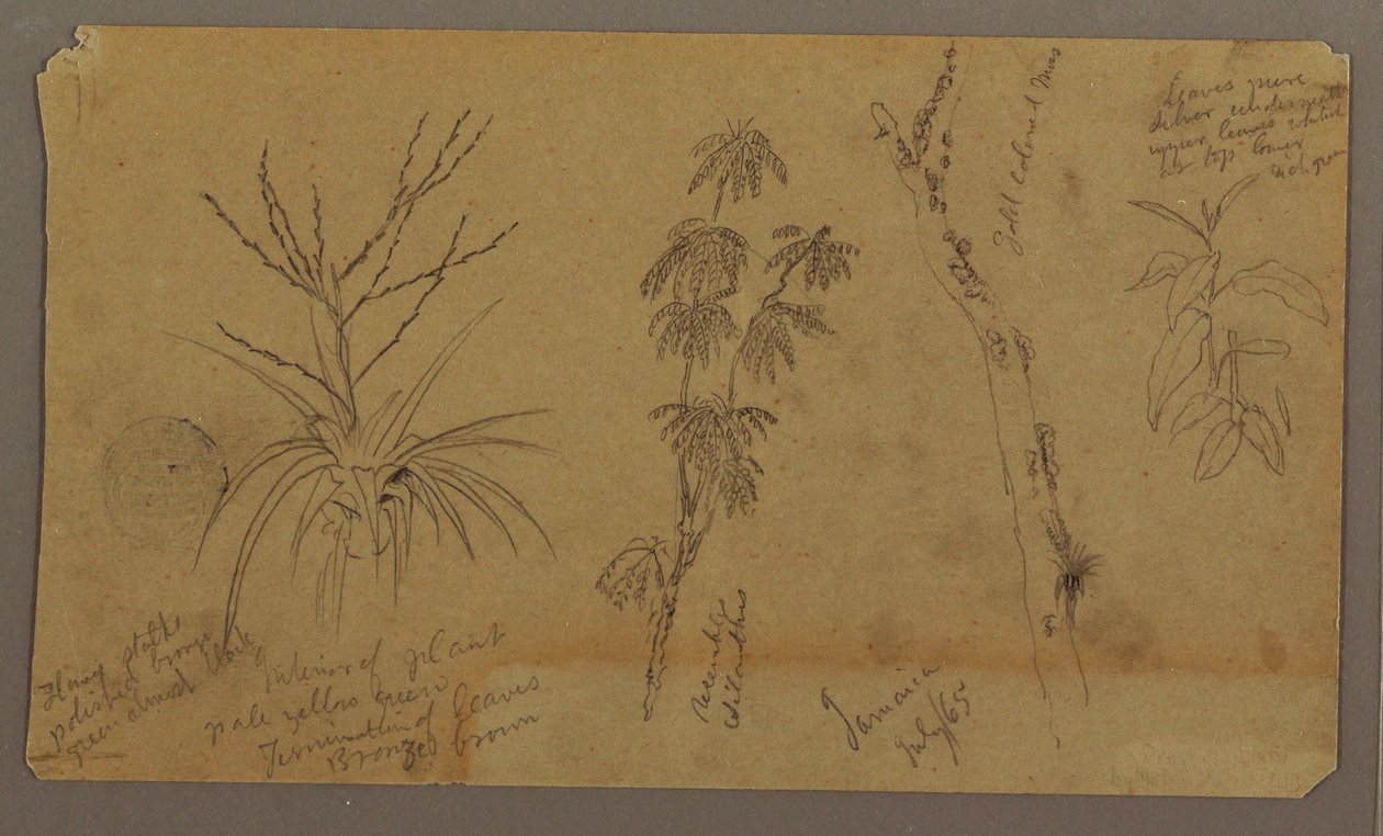 素描、植物スケッチ；裏面：雲、1865年7月 作： フレデリックエドウィン教会
