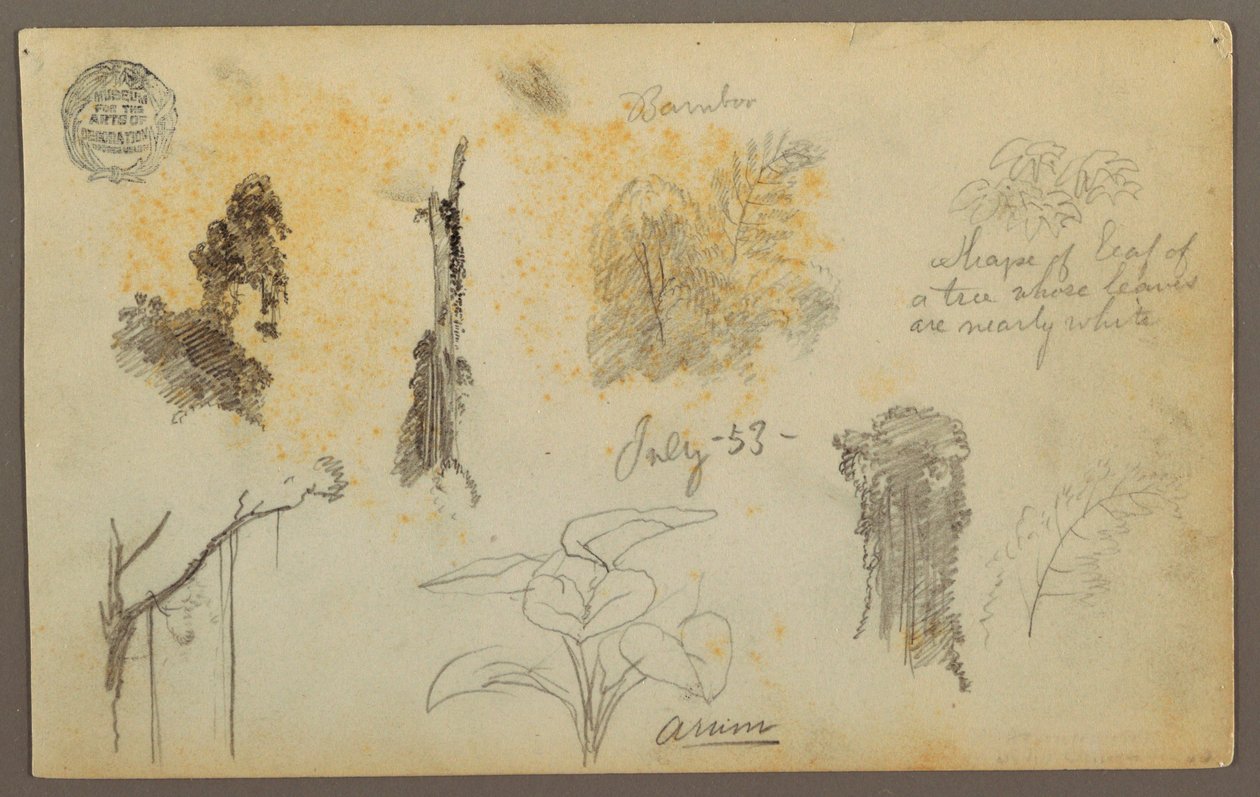 デッサン、コロンビアからの植物スケッチ：竹の木、幹と細部、1853年7月 作： フレデリックエドウィン教会