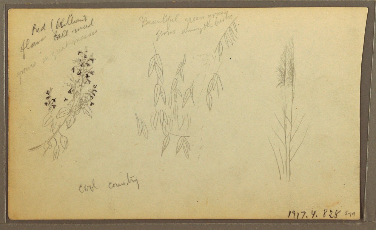 素描、植物スケッチ、家；植物スケッチ、1857年 作： フレデリックエドウィン教会
