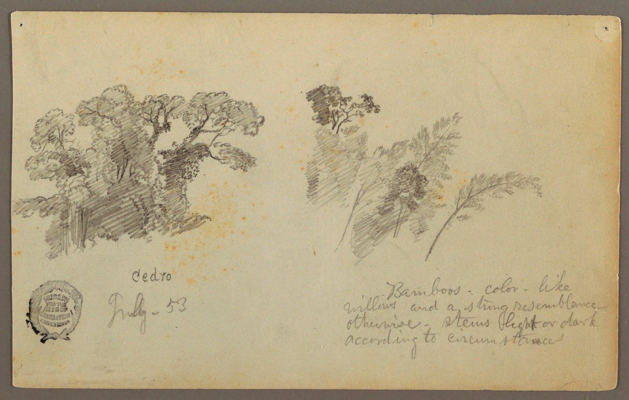 デッサン、コロンビアからの植物学、1853年7月 作： フレデリックエドウィン教会
