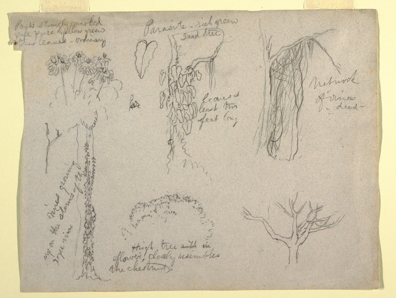 デッサン、コロンビア、マグダレナ川での植物学的研究：  寄生虫、枯れ木、1853年 作： フレデリックエドウィン教会