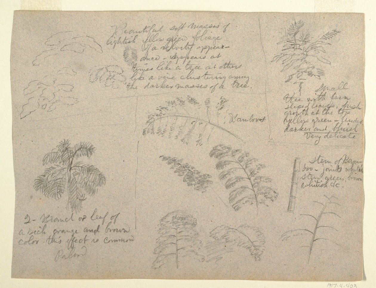 デッサン、コロンビア、マグダレナ川から見た植物学、1853年 作： フレデリックエドウィン教会
