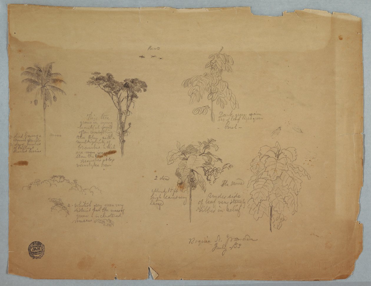 デッサン、飛ぶオウムと植物学、コロンビア、ボキア、1853年7月 作： フレデリックエドウィン教会