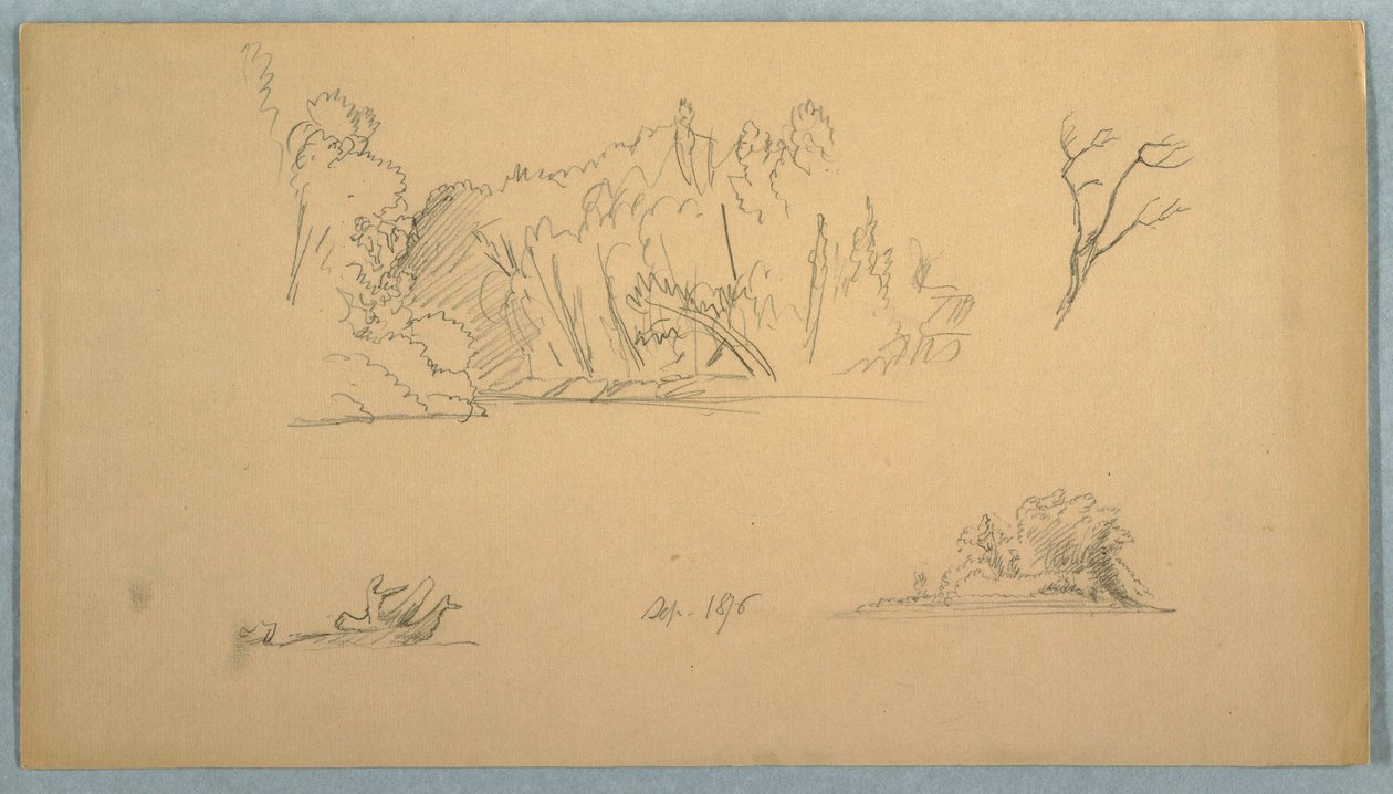 デッサン、植物スケッチ：木、海岸の木々、1876年9月 作： フレデリックエドウィン教会