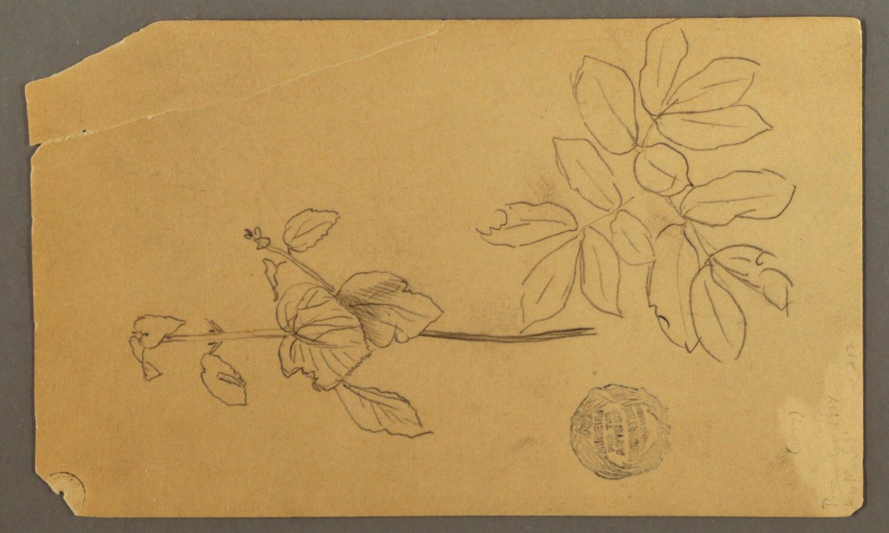 ドローイング、デッサン。  スケッチ。  植物の茎。   葉のついた枝。おそらく1877年 作： フレデリックエドウィン教会
