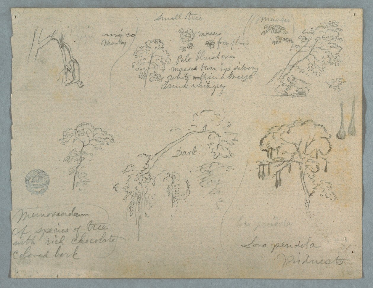 素描、ぶら下がる猿を伴う5つの植物学、おそらくコロンビア、1853年 作： フレデリックエドウィン教会