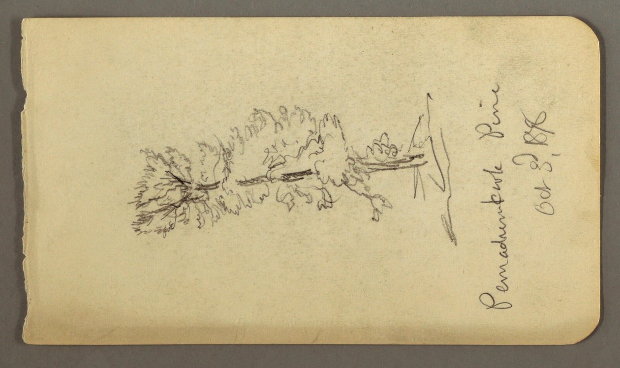 素描、松の木、1878年 作： フレデリックエドウィン教会
