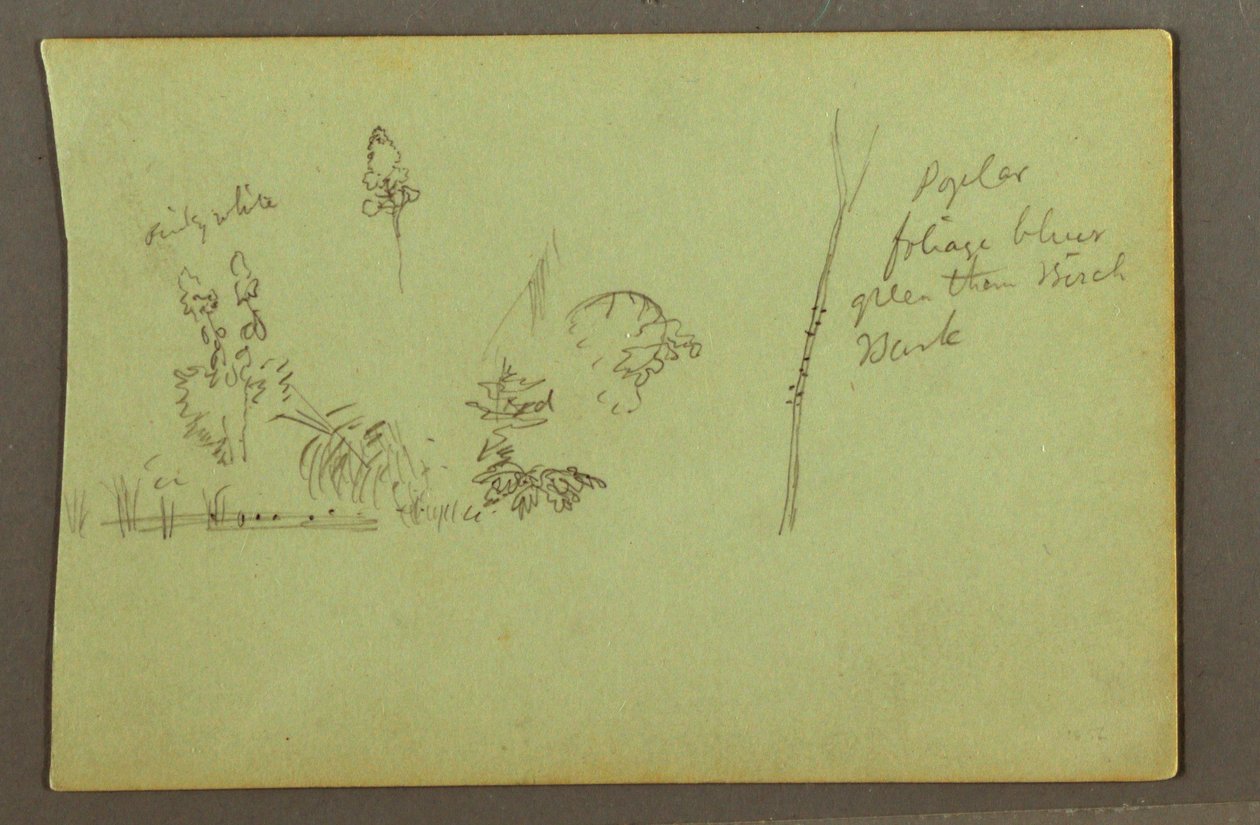 デッサン、植物学、1856年頃 作： フレデリックエドウィン教会